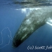 whale_humpback_h_00186_dom3585.jpg